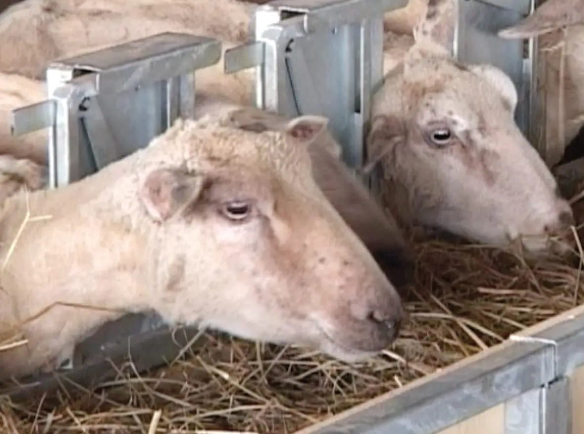 moutons dans cornadis