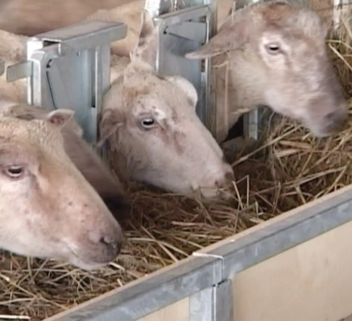 moutons dans cornadis