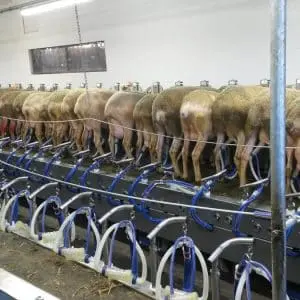 bras de traite ligne basse brebis